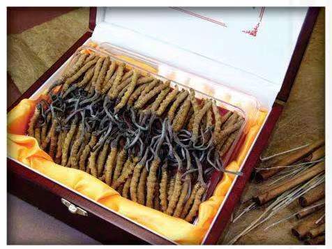 四会冬虫夏草回收